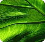 impuesto sociedades declaracion