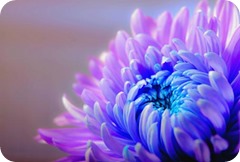 asesor fiscal impuesto sociedades