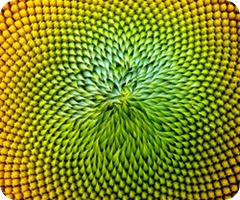 asesor registro mercantil