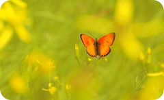 Fiscalidad IVA negocio